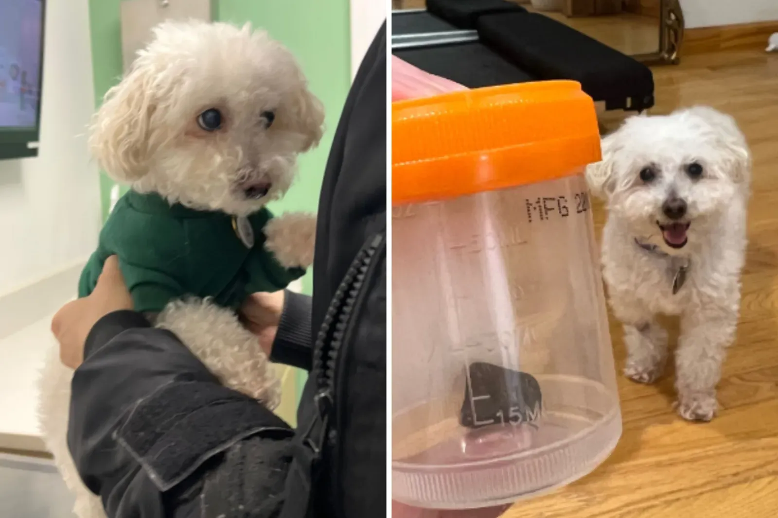 강아지 동물병원 방문, 암석 발견