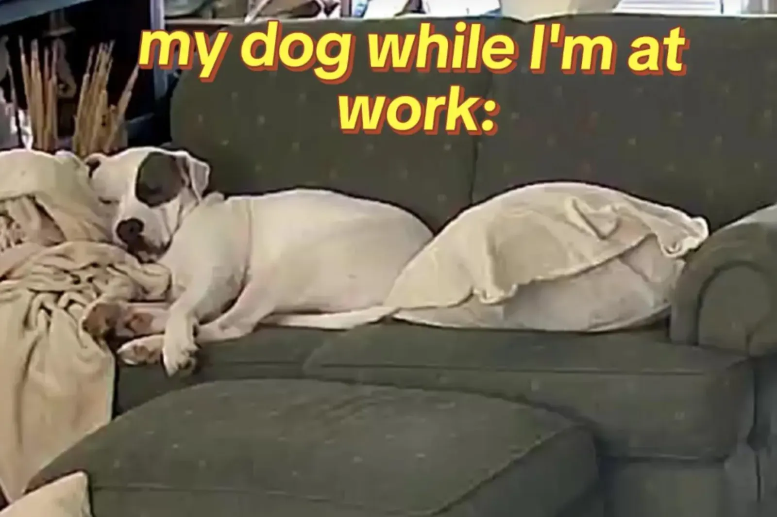 휴식의 달인 강아지