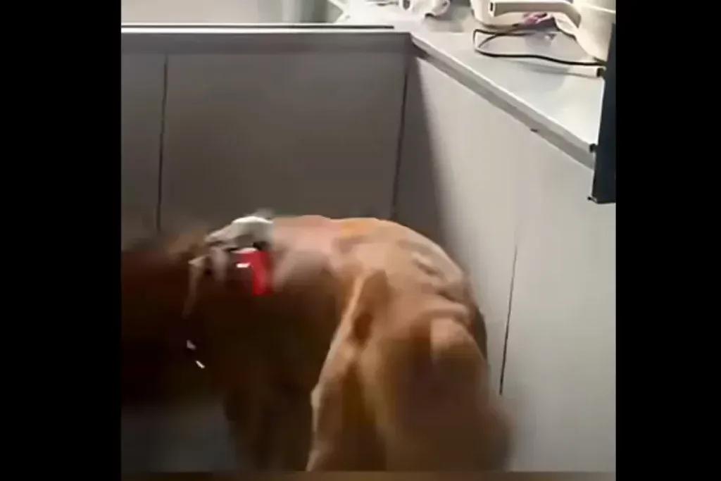 “내 맘대로!” 강아지들의 ‘선방 습관’, 과연 건강 문제일까? – 웃음과 함께 고민하는 반려동물과 보호자의 관계