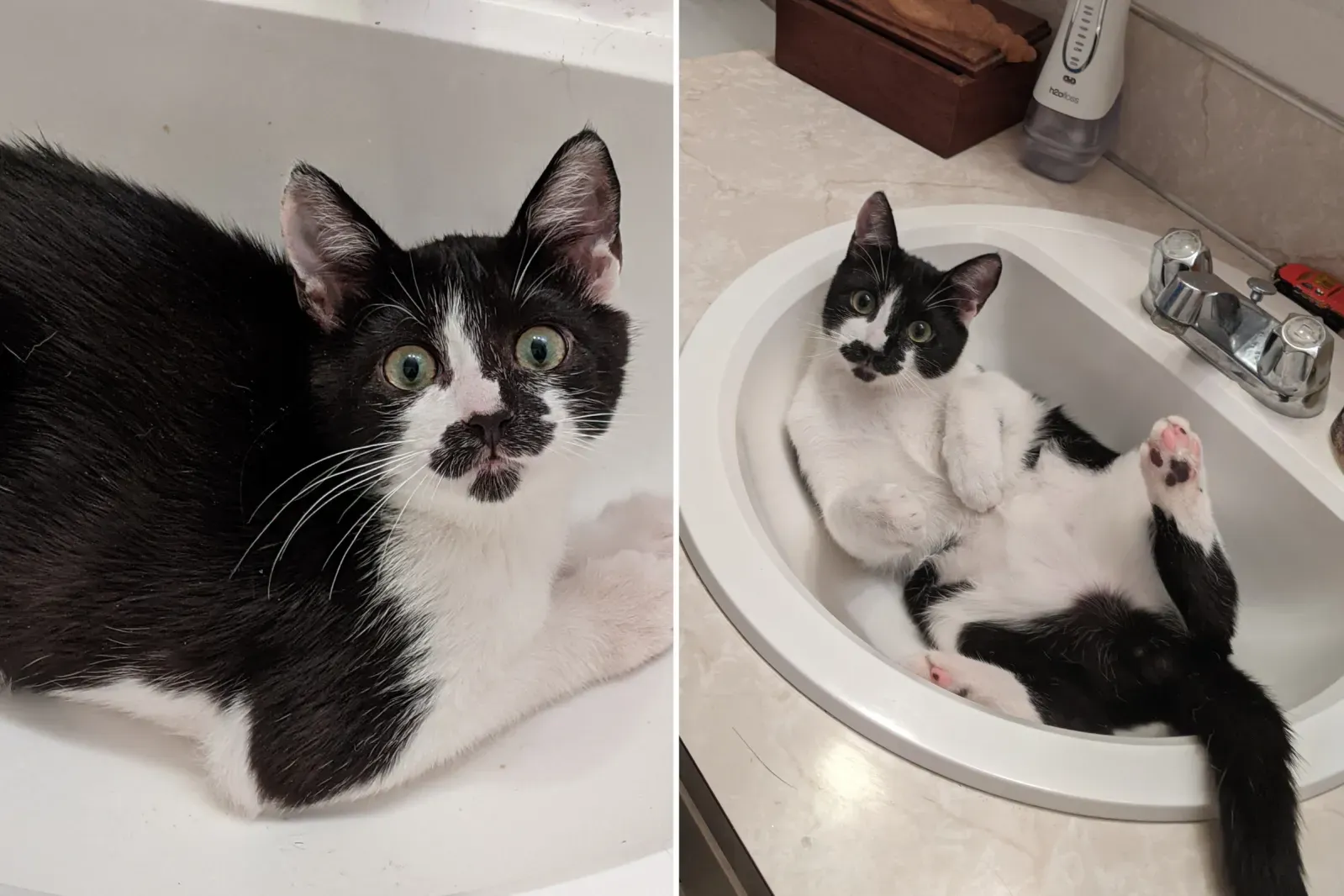 목욕탕에서 놀고 좋아하는 제브 캣