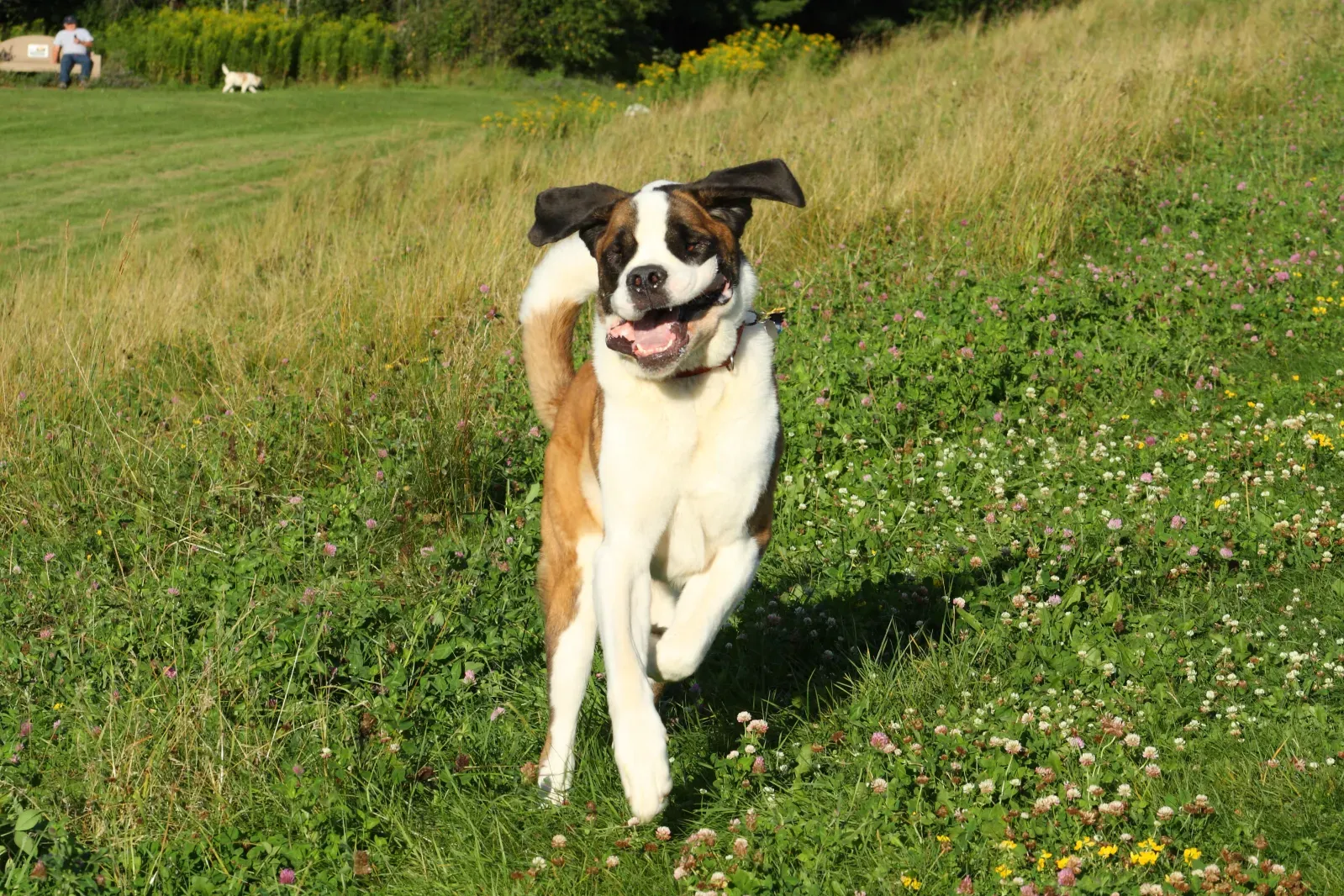 St. Bernard가 유리문으로 달려드는 모습