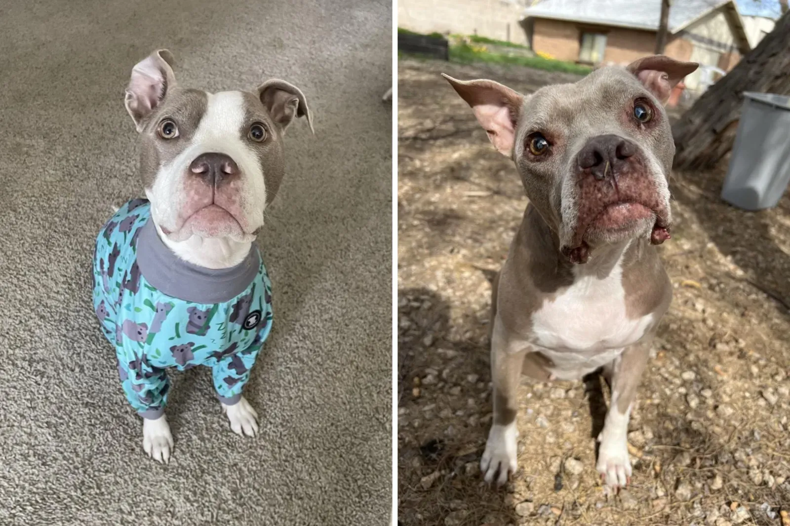 관련 있는 두 마리의 강아지