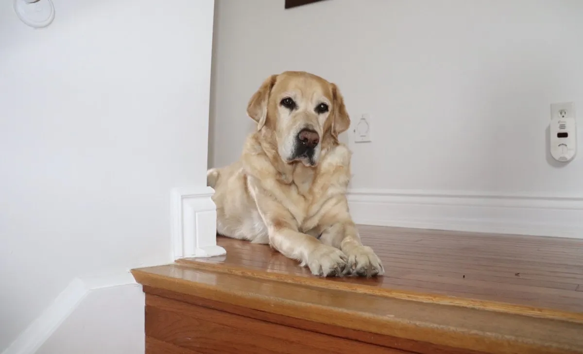 “잠깐만요!” 금단의 영역에 도전한 당신, 결국 ‘황당’한 결과…반려견의 ‘분노’ 템포라