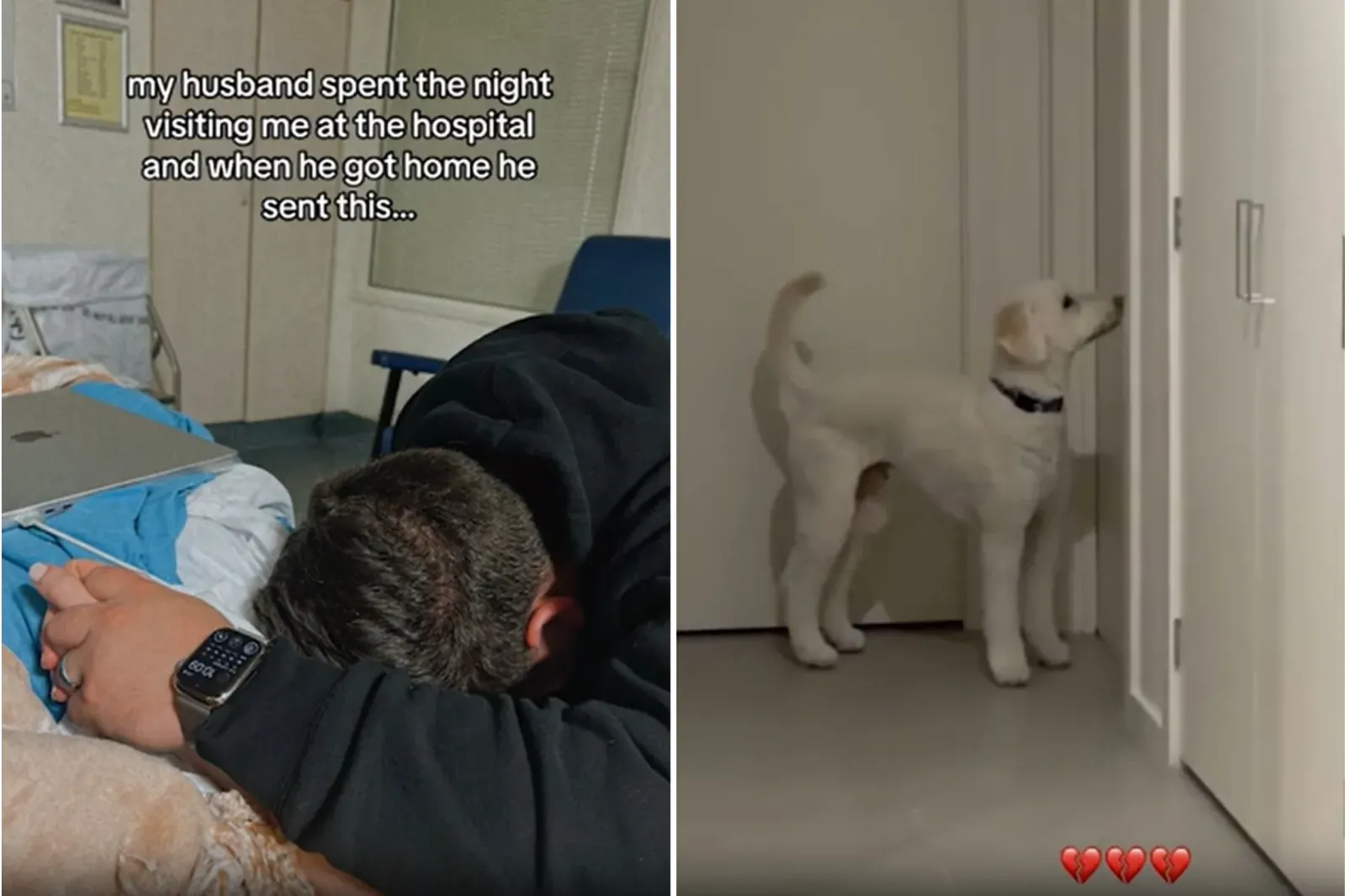 집에서 주인을 찾아 헤매는 강아지