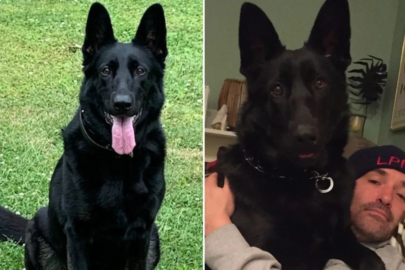 다람쥐를 쫓는 것을 좋아하는 체코 셰퍼드 칼라니