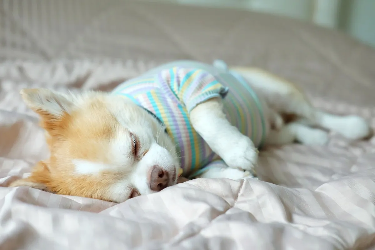 치와와가 잠자리에 들 때까지 모두에게 "굿나잇"을 요구하는 모습