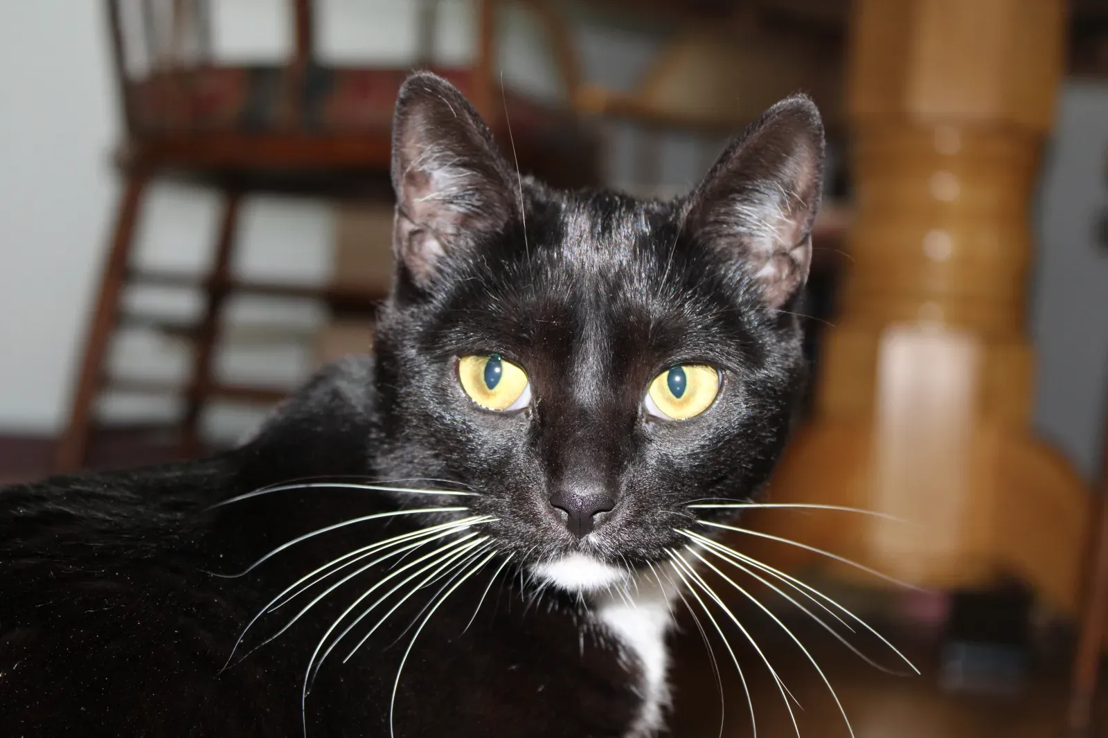 “단순한 선물”이 가져온 기상천외한 결과: 대형견 집 구매 후 ‘매치 세트’의 등장