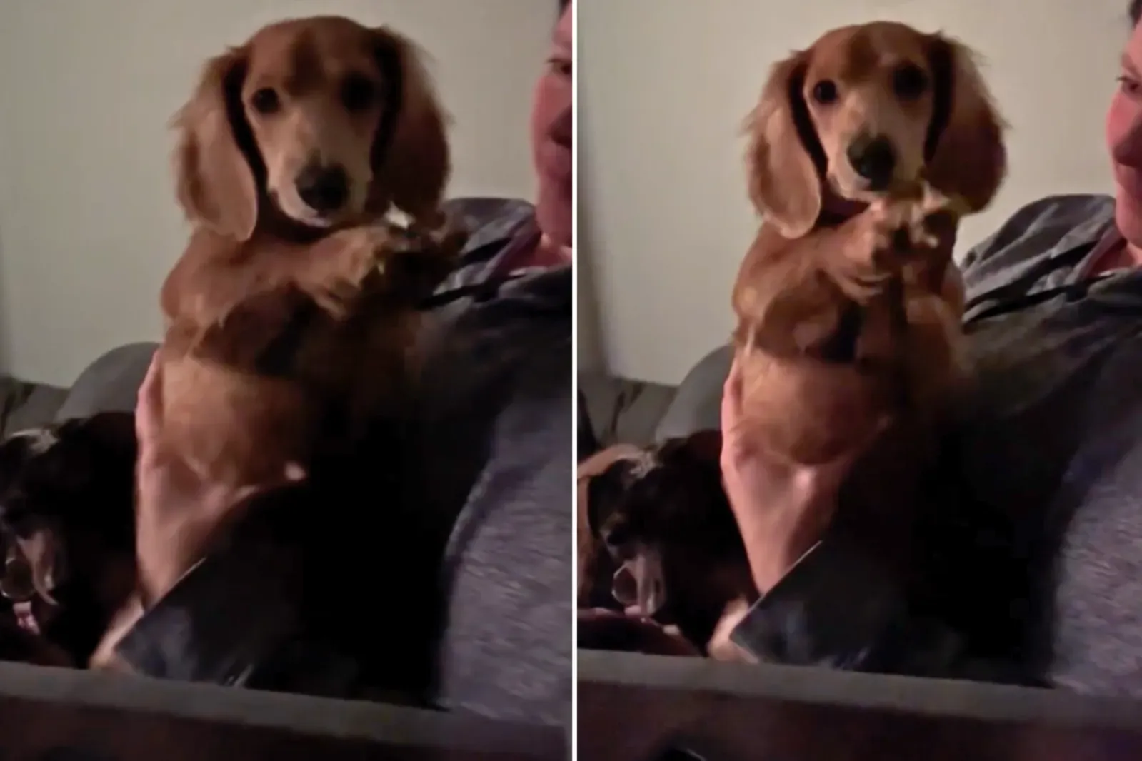 춤추는 다치shund