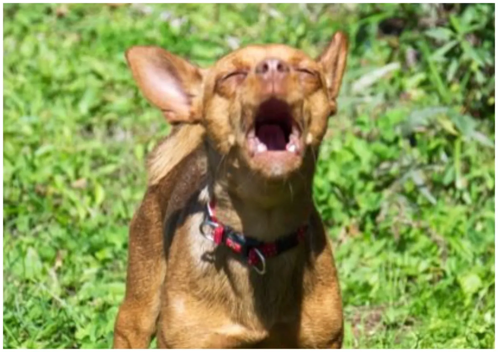‘요구 짖음’ 강아지 훈련 방법