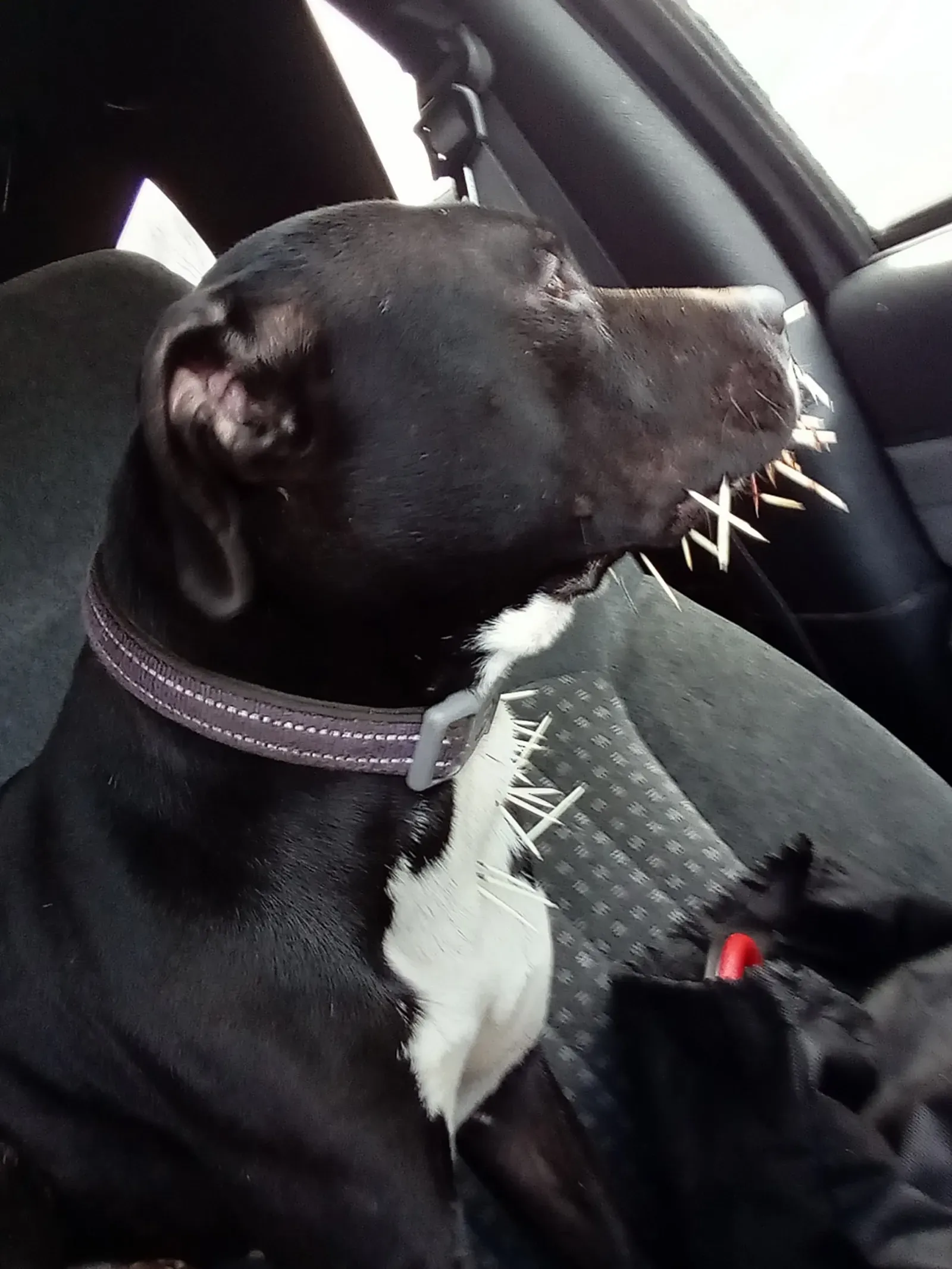 브라이언과 코아, 영웅 강아지