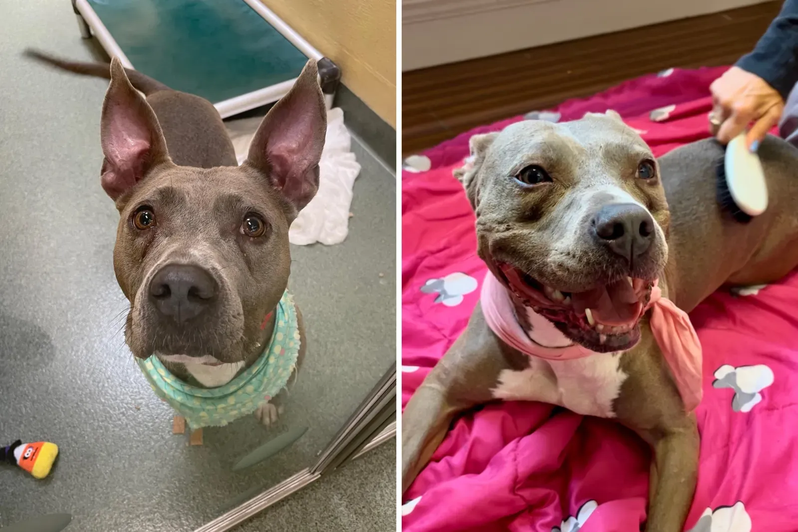 보호소에서 슬픔에 잠긴 강아지, 새로운 영원한 집 찾기