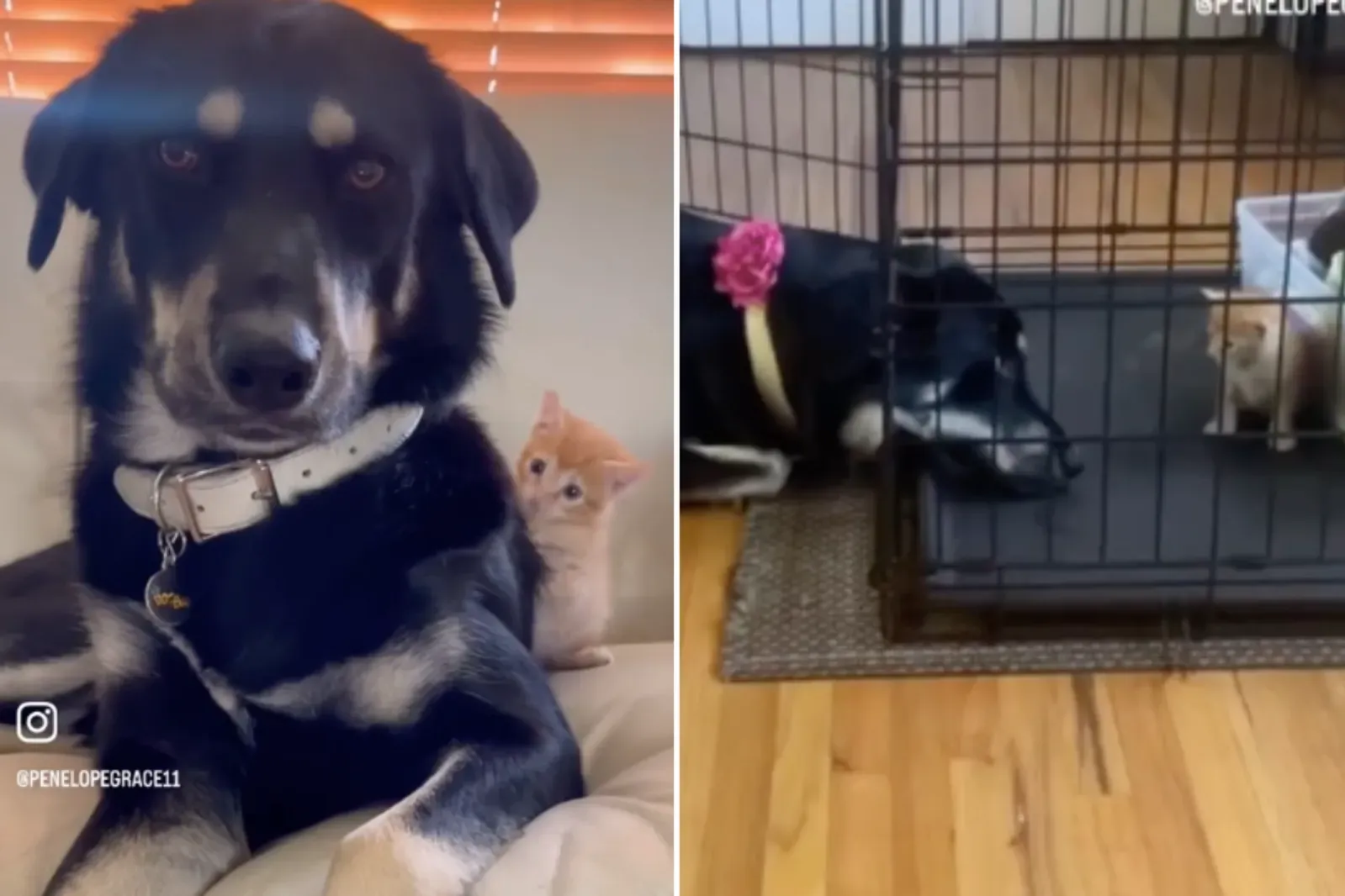 큰 개가 작은 구조 강아지에게 반하는 모습