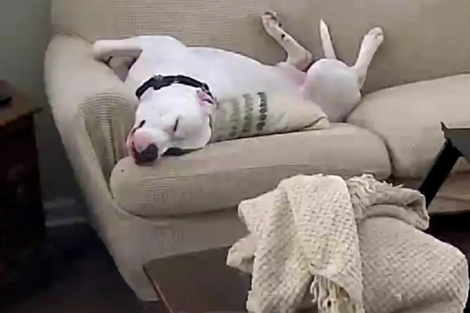 휴식의 달인 강아지