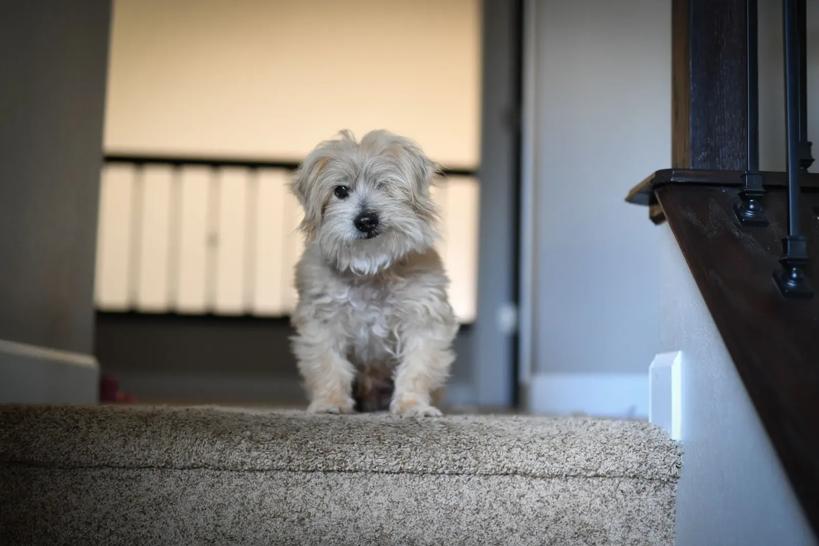 불만스러운 노견, 도움을 거부하며 인터넷을 화악시킨 순간