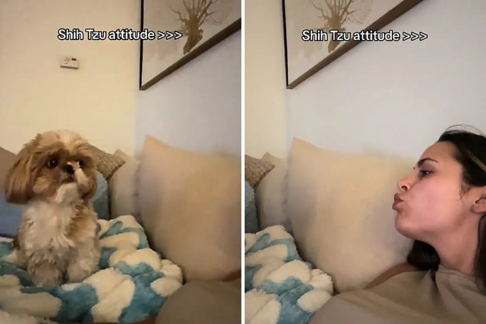 주인과 소파에서 함께 놀고 있는 시츄