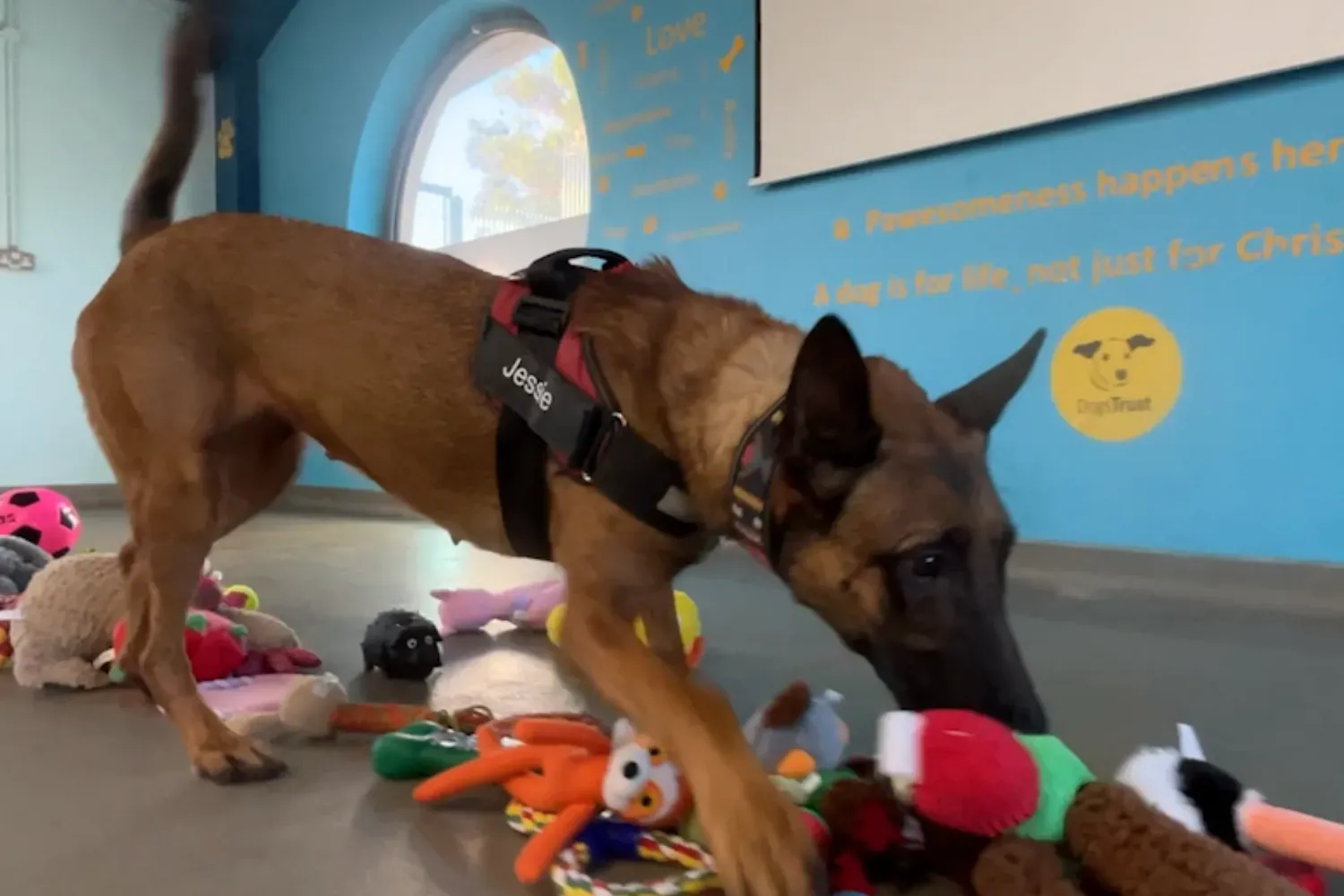 크리스마스 강아지