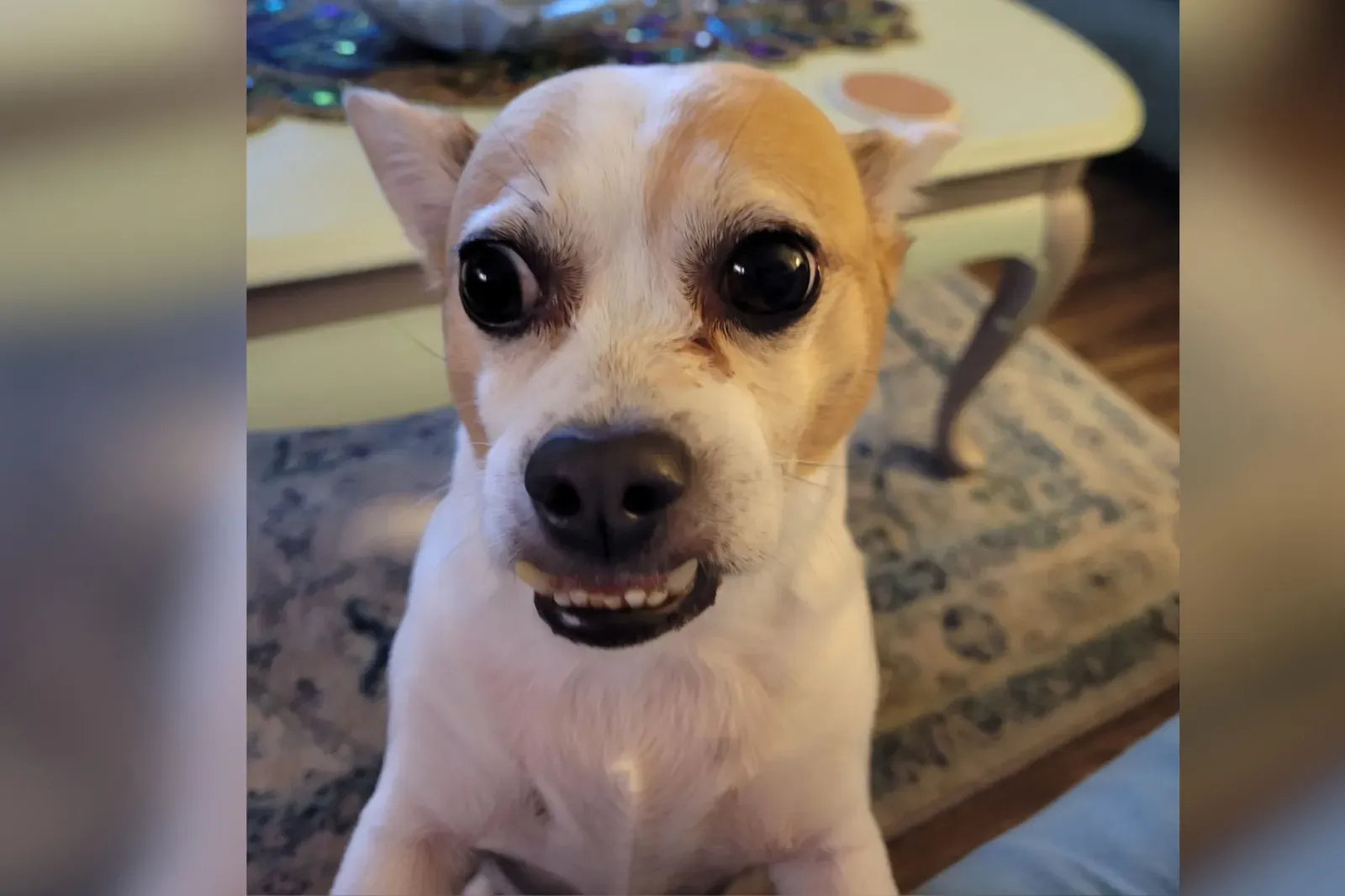 15세 믹스 치와와