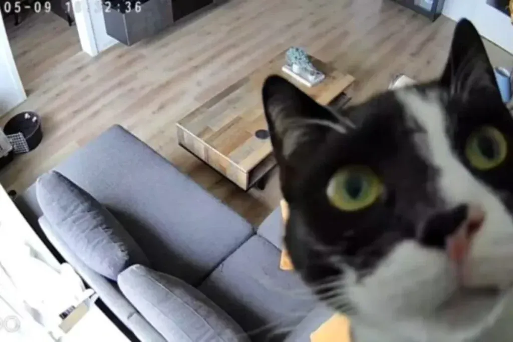 “카메라를 뚫었다!” 고양이의 기상천외한 카메라 반응, 숨겨진 지능과 놀라운 상호작용 분석
