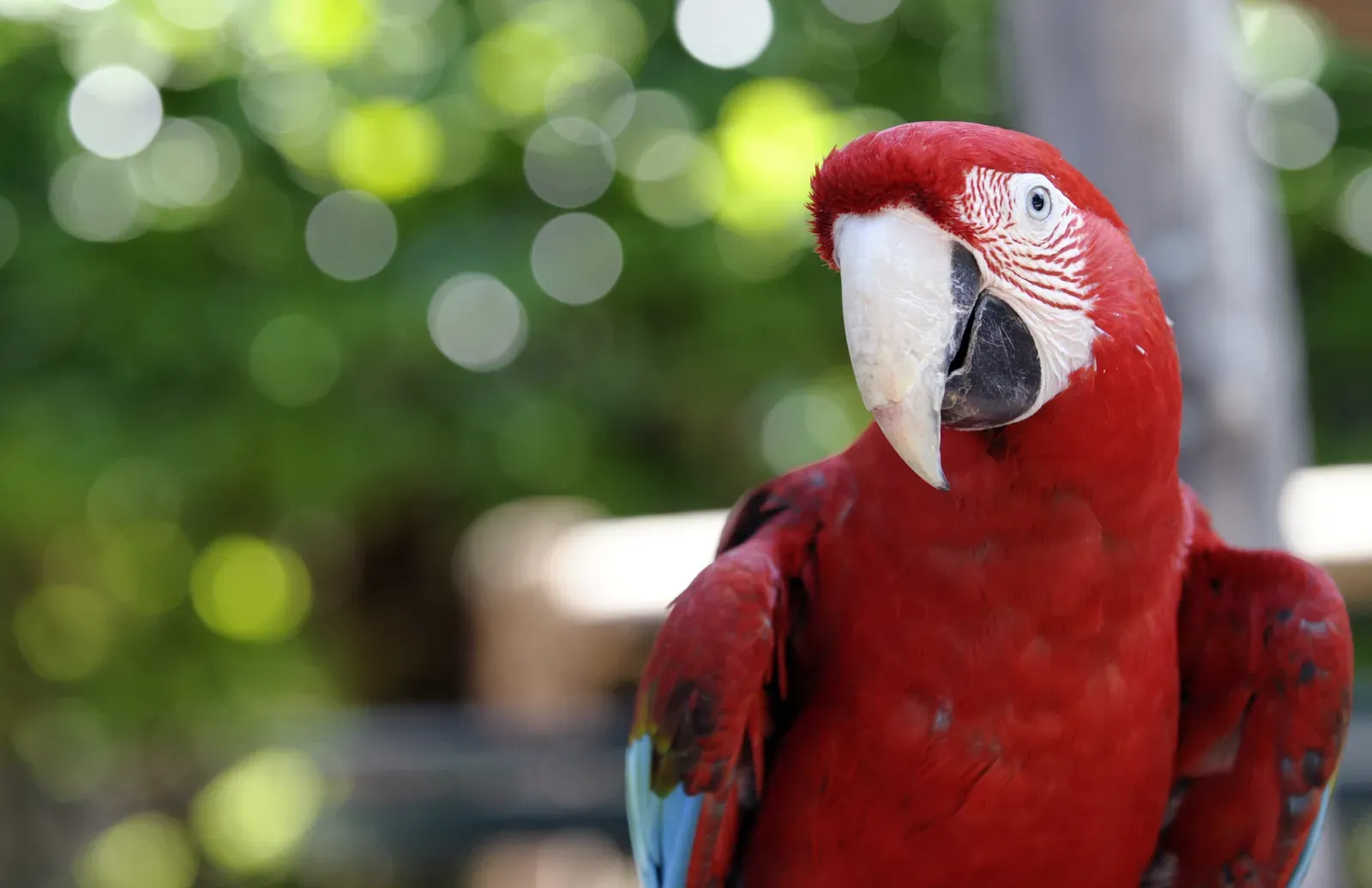 소유하기 가장 비싼 애완동물 20가지