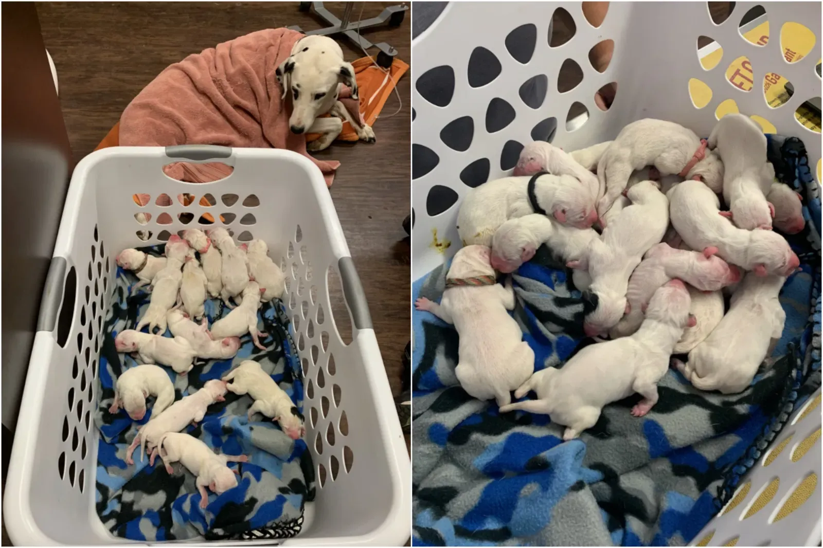 닥스훈트 암컷이 16마리의 새끼를 낳다