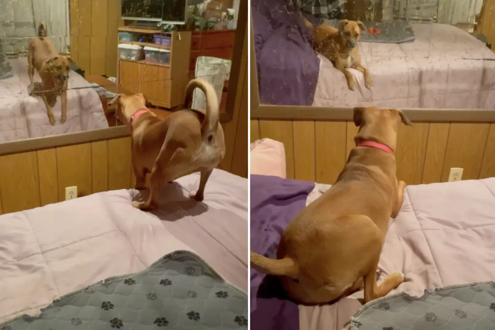 거울을 보고 곤란해하는 강아지, 뉴스위크의 ‘주간 동물’ 선정