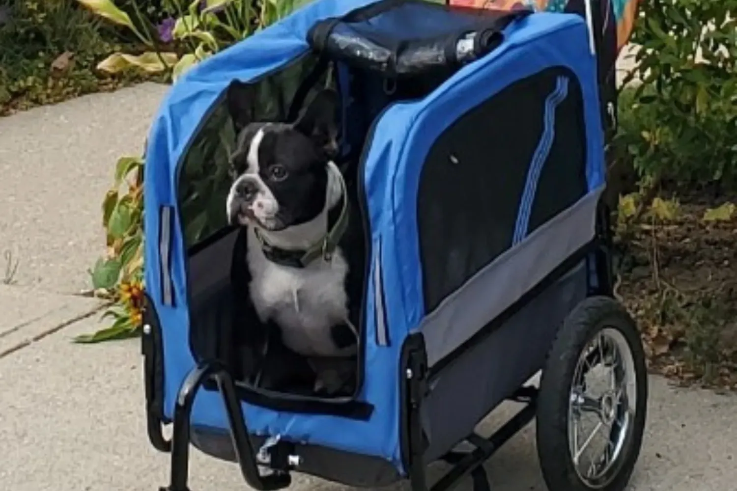 올리버 프렌치 불독