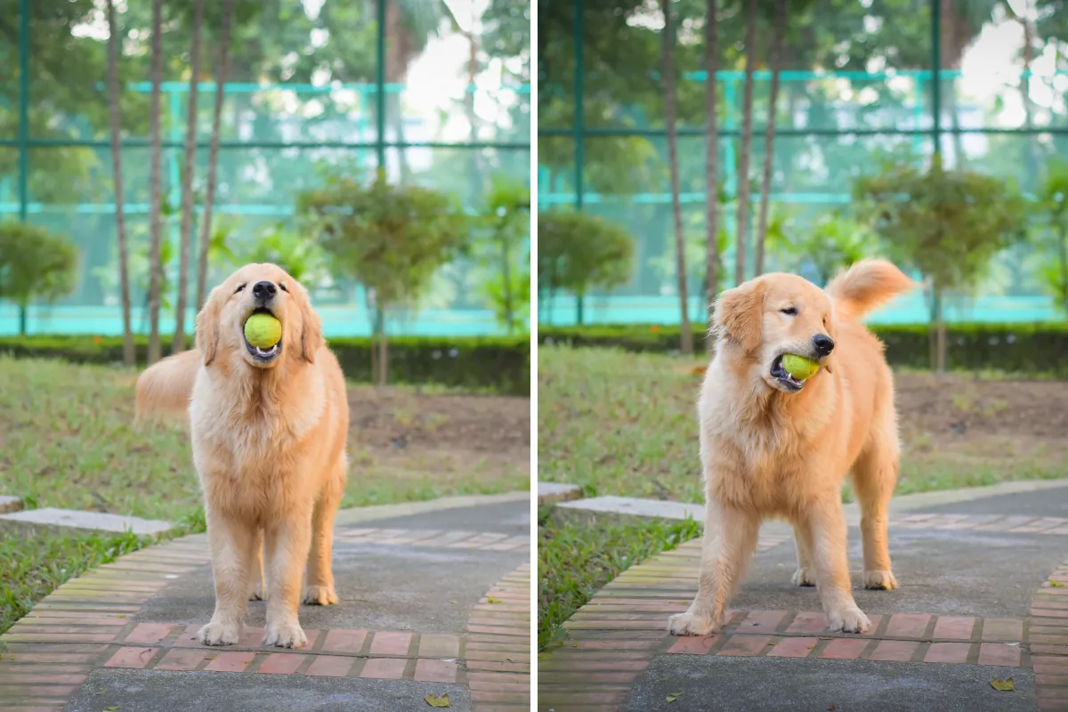 골든 리트리버, 울타리 앞에서 공을 가져다 달라고 부탁하기