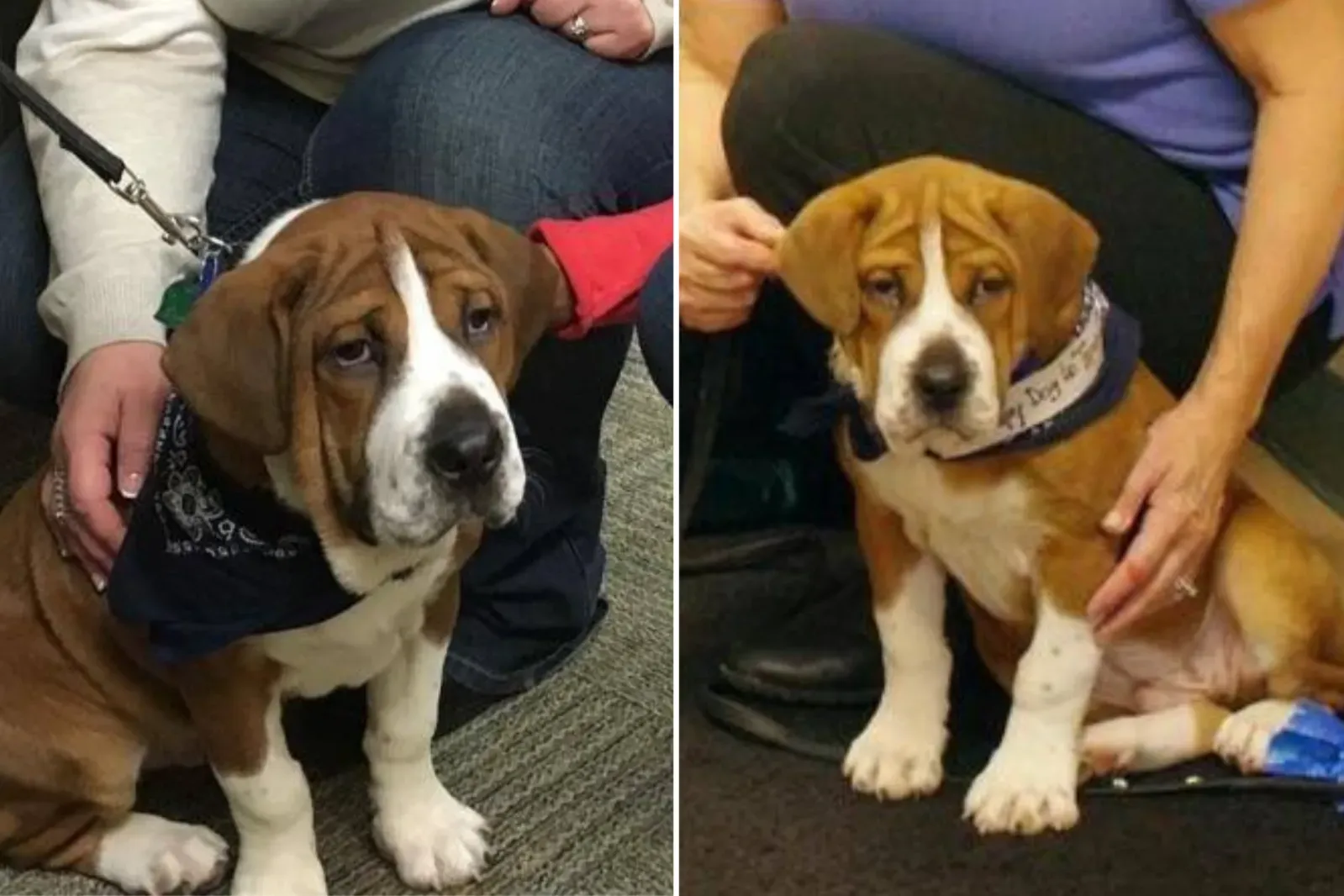 이 희귀 견종 혼합에 사람들의 관심 집중