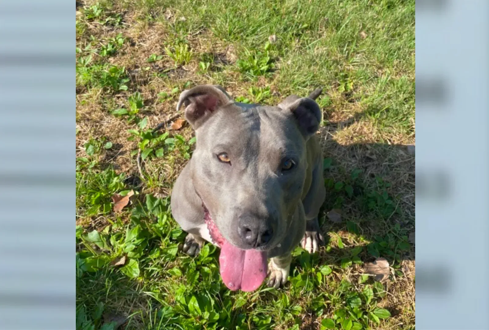 1,129일 동안 보호소에서 지낸 후 파티를 맞이하는 강아지