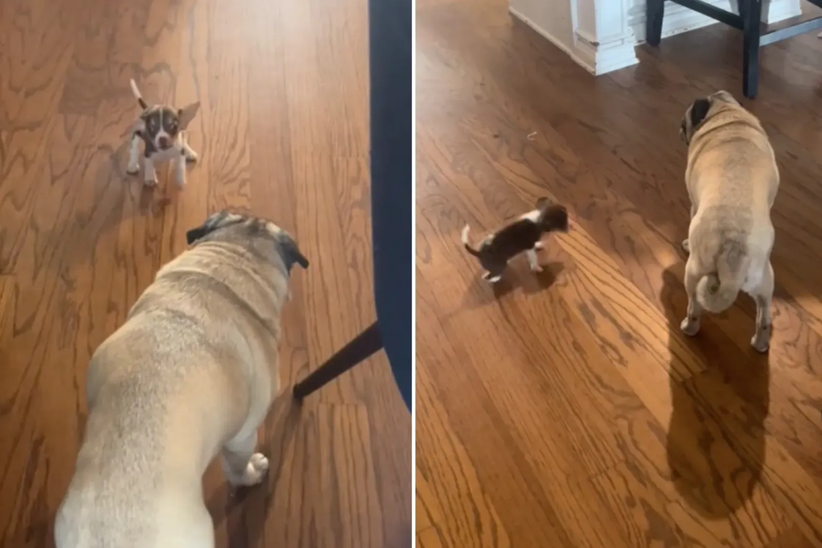 푸들의 반응: 새로운 강아지에게 매료받는 모습