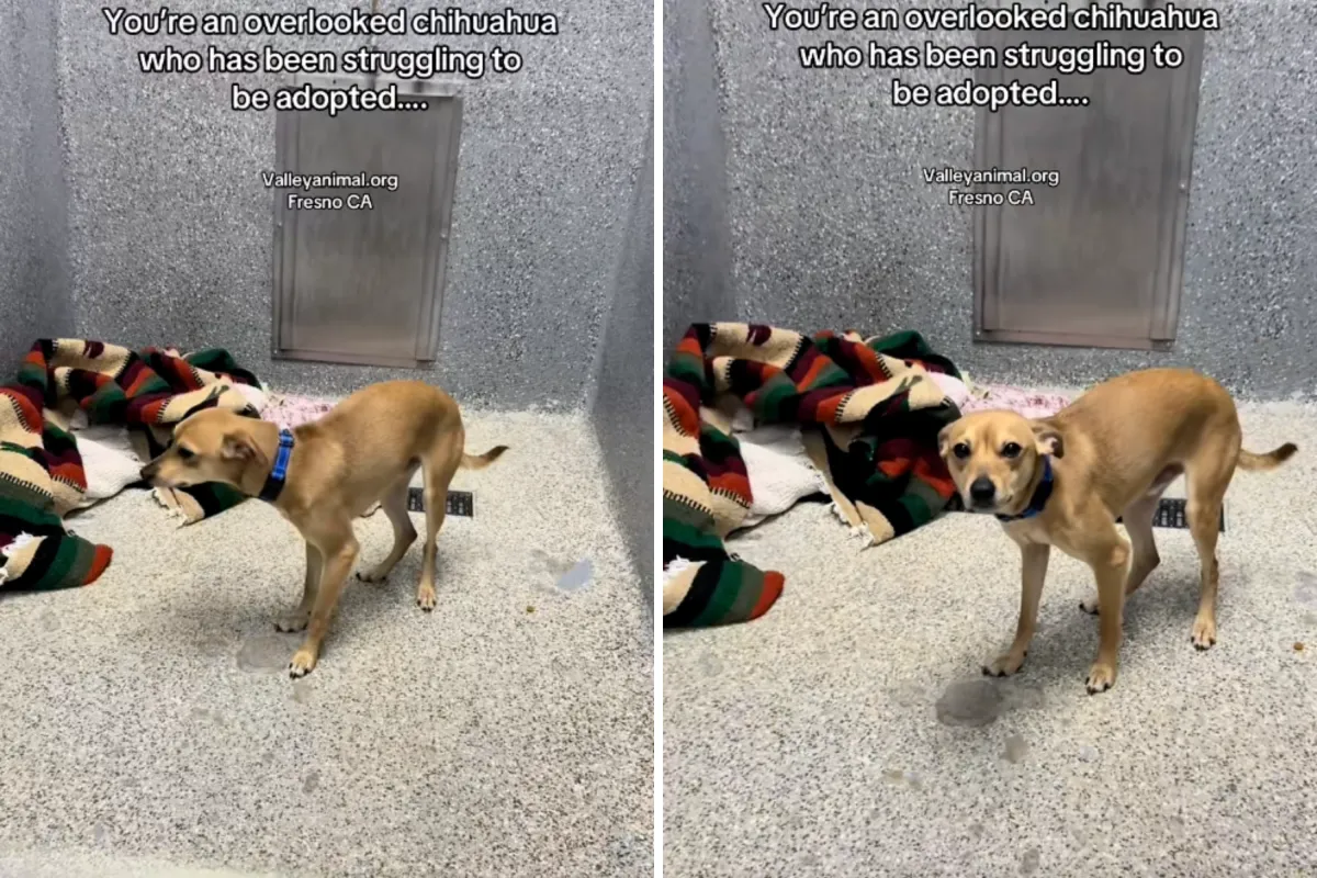 치와와 믹스 강아지와 함께 버려진 강아지 눈물