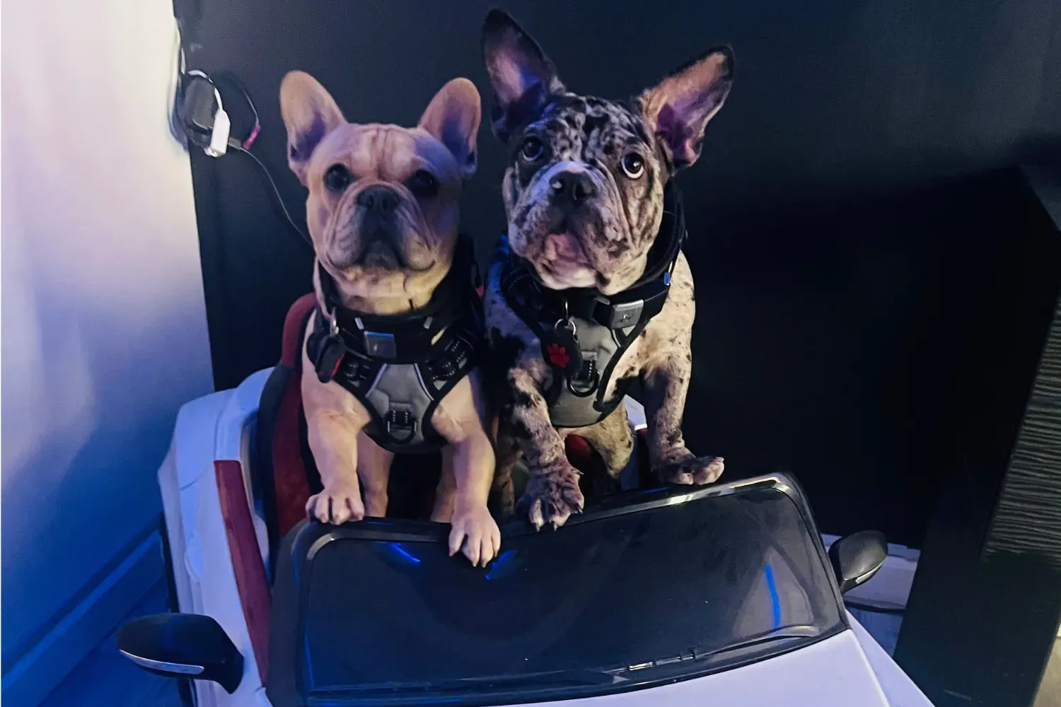 공원에서 흔들흔들 즐거워하는 프렌치 불독