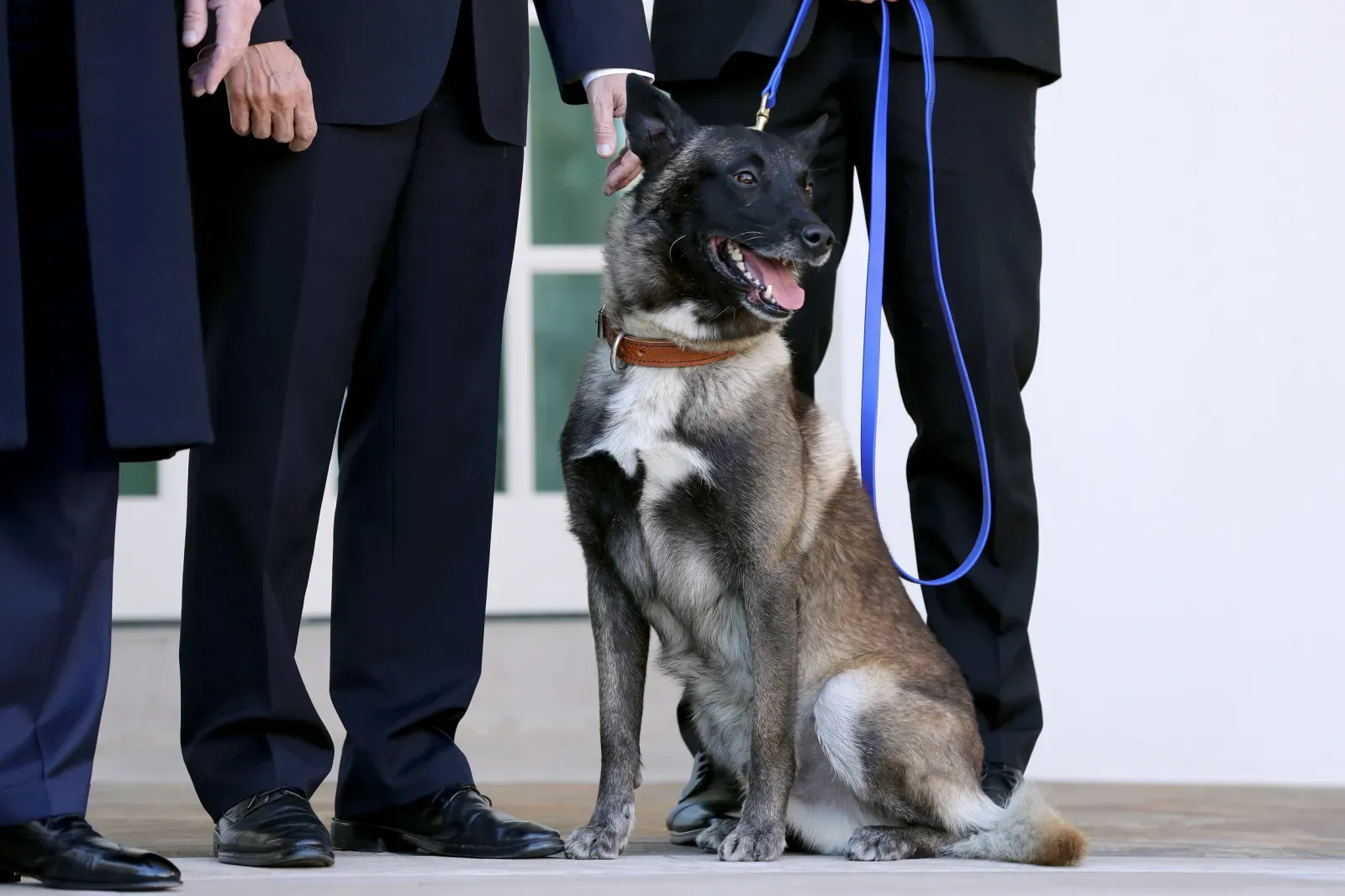 K9 코난, 강아지