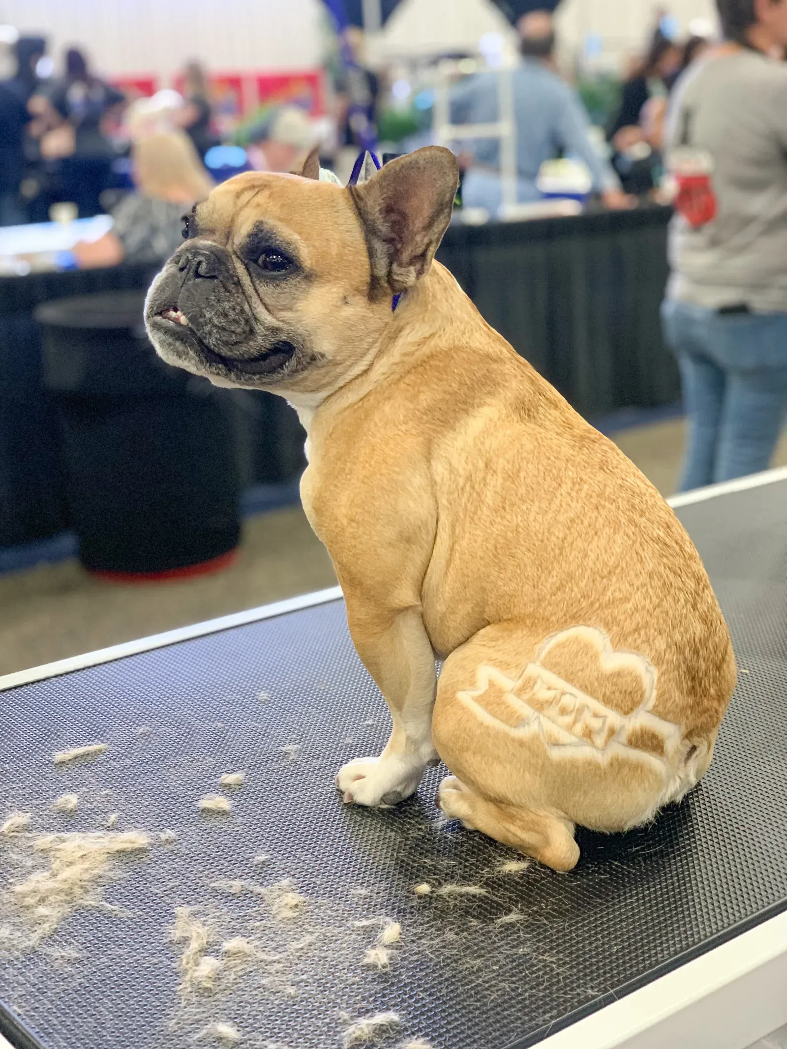 라스베이거스에서 강아지에게 털 문신을 받는 여성