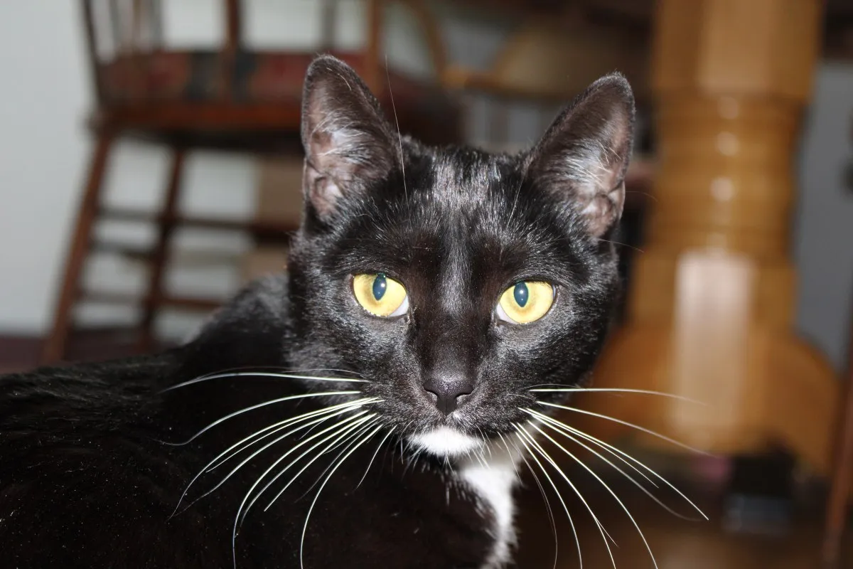 한 대형견 소유자가 집을 구매했지만 ‘매치 세트’에 대한 준비가 부족했습니다.