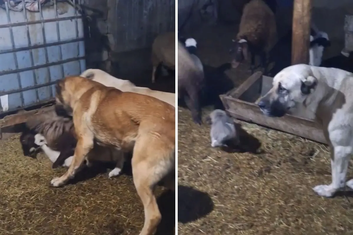 “양의 강력한 경고”: 농장견, 어린 양에게 ‘주도권’을 되찾다