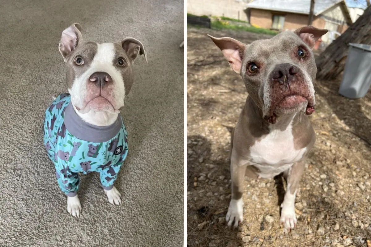 구조견의 과거 조사