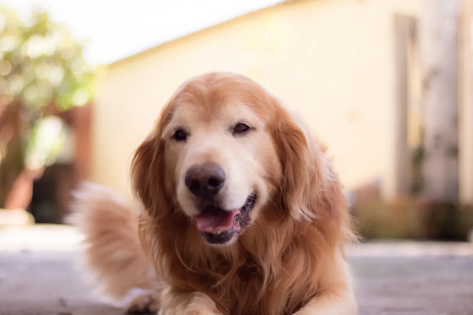 훌륭한 예의를 갖춘 개