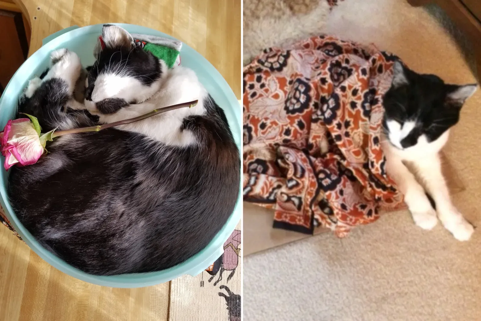 ‘똑똑한 강아지’ Oreo the Cat, 주간 펫 오브 더 윅 수상