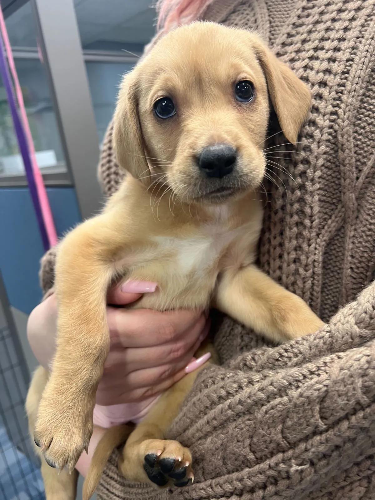 “선물”로 된 강아지, 보호소에 던져진 이유: 반려동물 입양의 진정한 의미