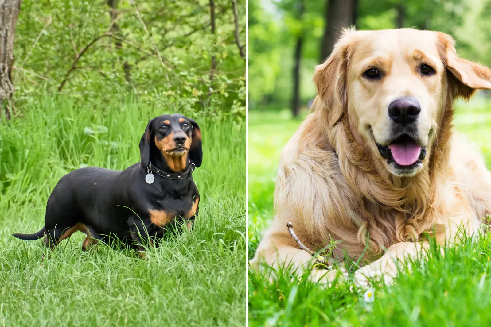 다쳐와 골든 리트리버