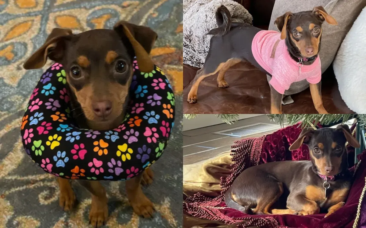 스프링커를 좋아하는 루시 강아지