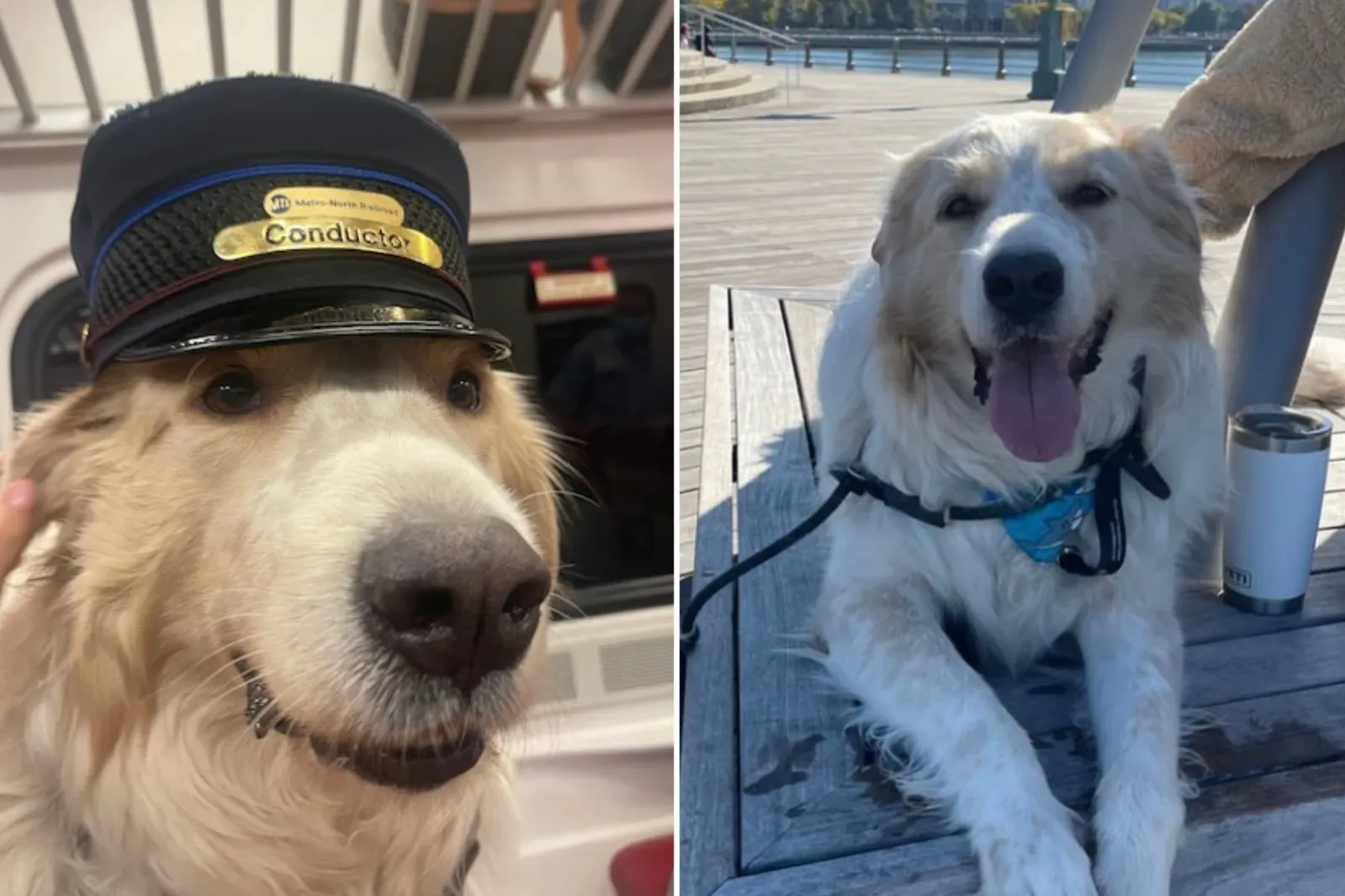 자동차를 즐겨 타는 Great Pyrenees