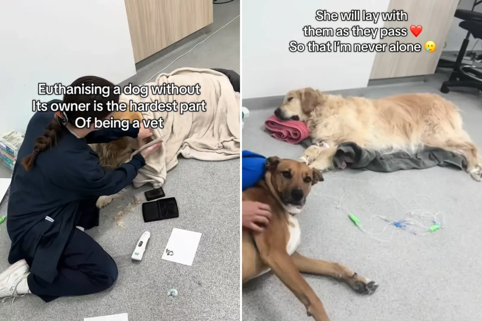 수의사가 강아지를 쓰다듬으며 따뜻한 눈빛을 보내고 있다