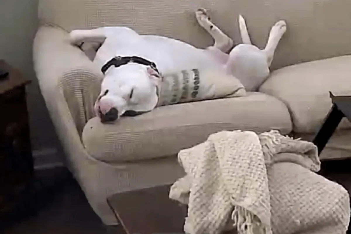 강아지가 보호자의 업무를 지켜보며