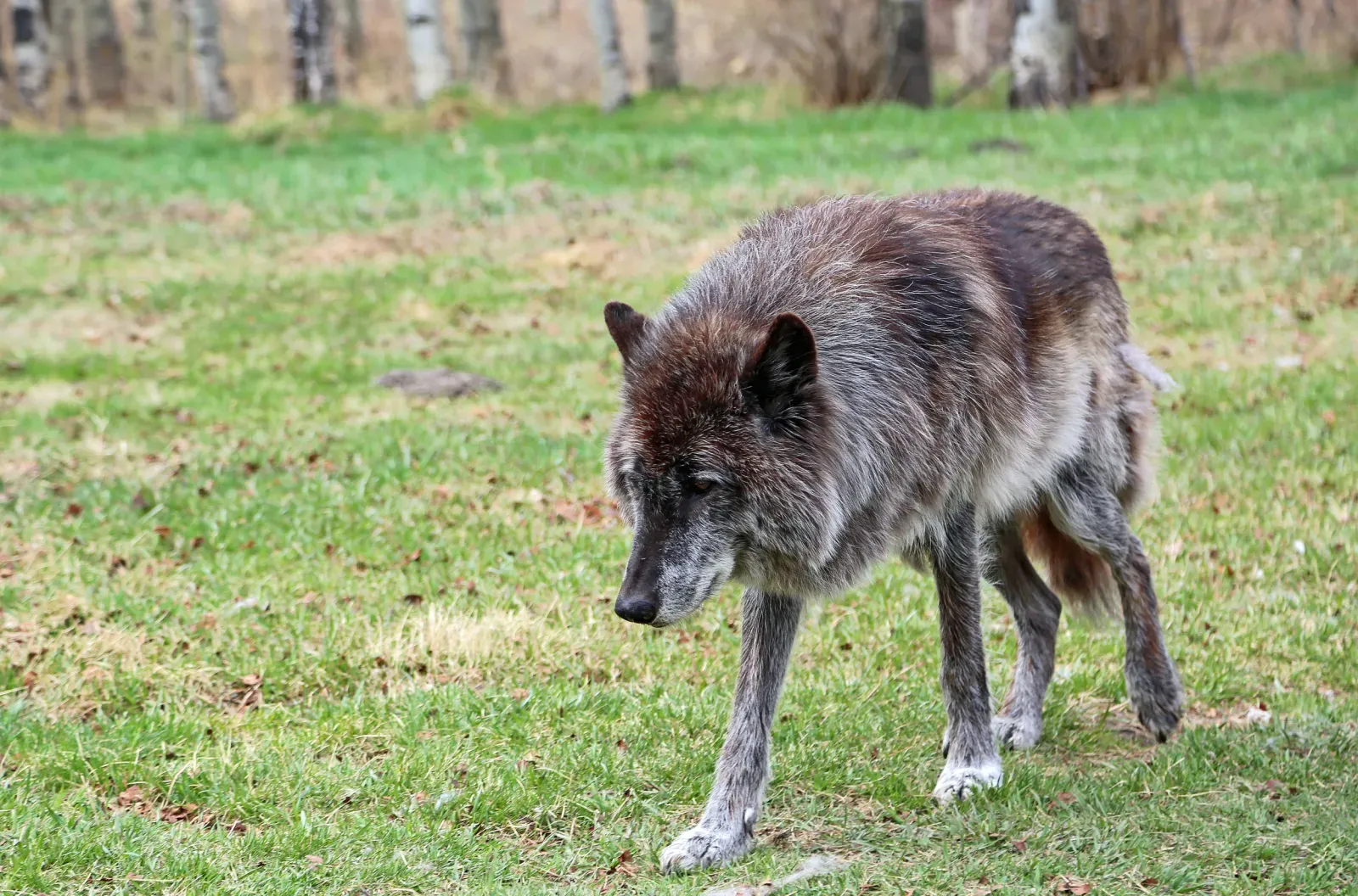 여인, 희귀 늑대개 구조