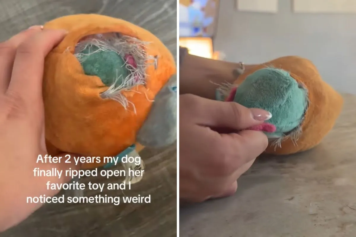 강아지가 상자를 찢어버리는 모습