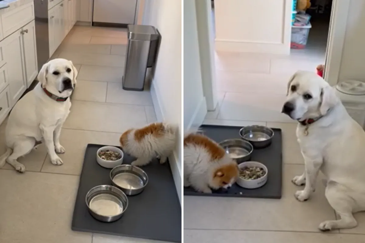 래브라도가 폼프를 먹는 것을 기다리는 모습