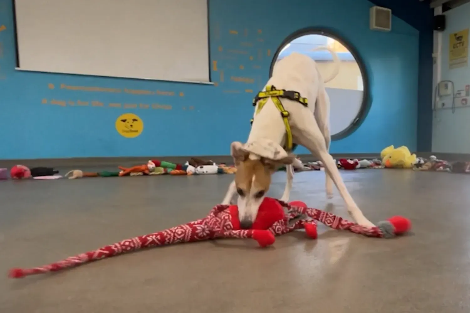 크리스마스 강아지