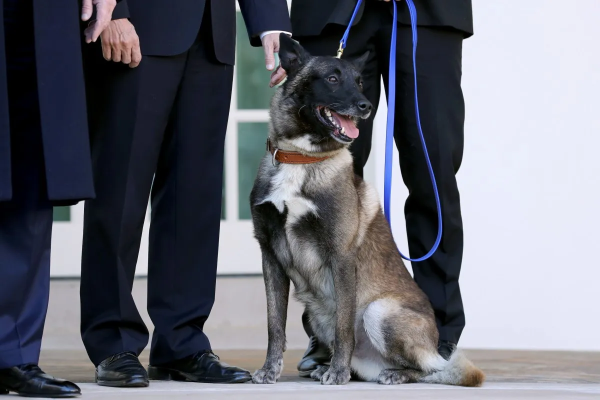 “동물의 고통을 막다”: 연방법으로 동물 학대 처벌 강화, 새로운 시대의 시작